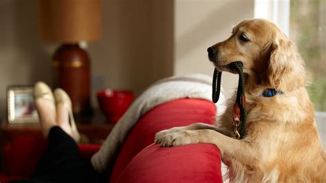 Alimentación Ejercicio Y Control Veterinario Cuáles Son Los Cuidados Para Alargar La Vida De