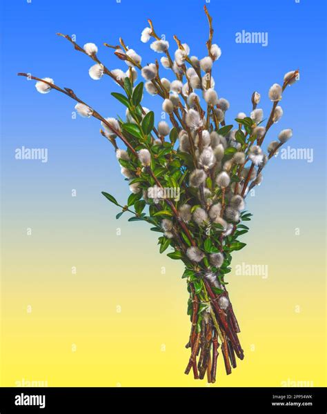 Traditional Pussy Willow Bunch For Palm Sunday Stock Photo Alamy