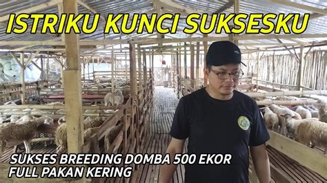 Sukses Breeding Domba Modern Ekor Full Pakan Kering Cerita