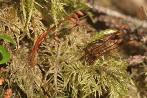 Boreal Forest Moss And Lichens The Boreal Encyclopedia