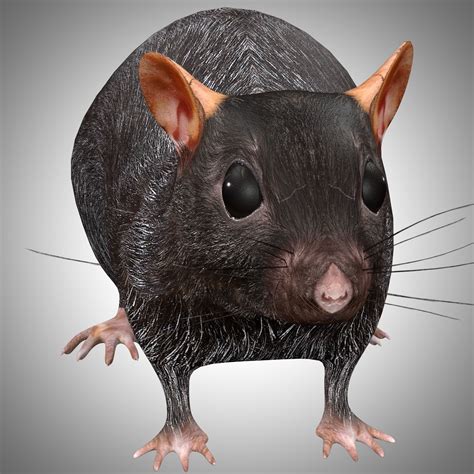 3d Model Rat Rig Vr Ar Low Poly Cgtrader