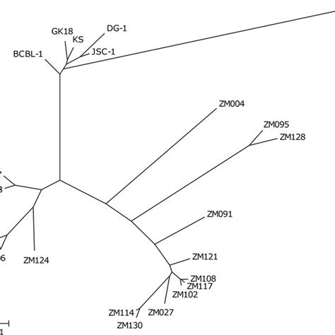 Unrooted Nucleotide Maximum Likelihood Phylogenetic Tree Of Six