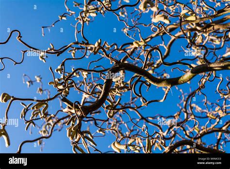 Looking up through branches of Twisted Hazel (Corkscrew Hazel, Corylus avellana 'Contorta ...