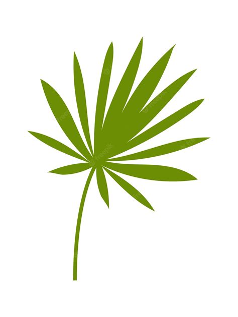 Premium Vector | Palm tree leaf vector illustration