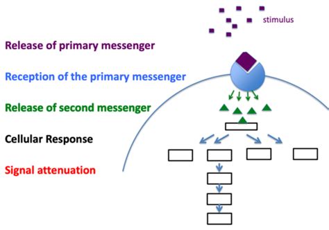 Topic 4 Signal Transduction Flashcards Quizlet