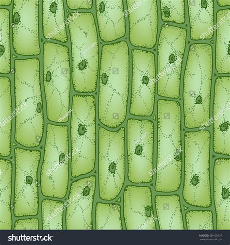 Plant Cell Light Microscope