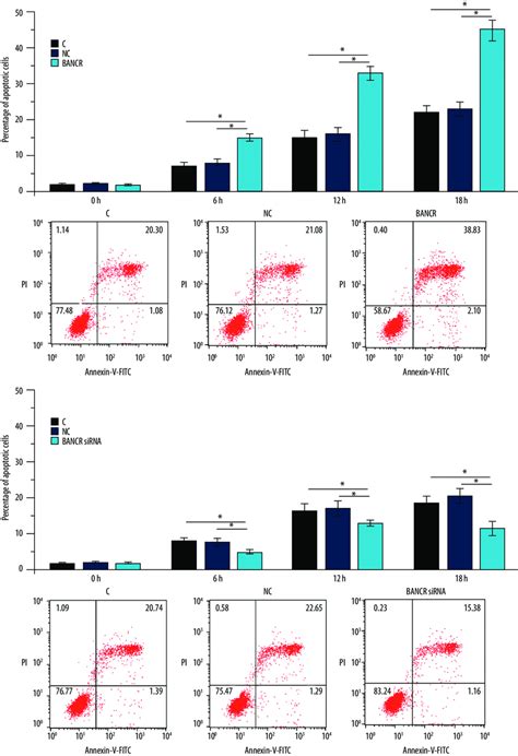 Lncrna Bancr Overexpression Promoted A While Bancr Sirna Silencing