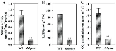 Changes of SBPase activity (A), RuBP regeneration (B) and CO 2 ...