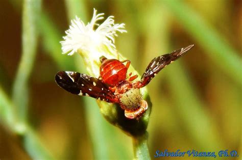 Diptera Tephritidae Aciurina Mexicana Fruit Flies FEMALE C Urban