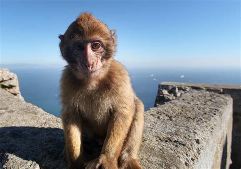 Free Download Hd Wallpaper Monkey Baby Gibraltar Animal