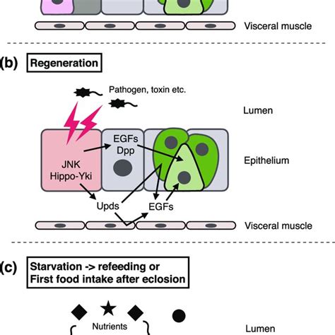 Regulation Of Isc Proliferation A In Homoeostatic Conditions Dying Download Scientific