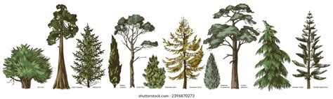 Pine Tree Sketch Photos Images Pictures Shutterstock