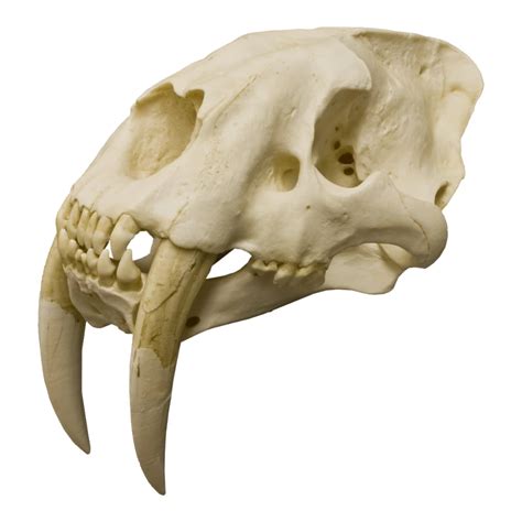 Replica Sabertooth Cat Skull Animal Skulls Cat Skull Skull