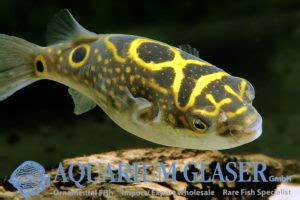 Dichotomyctere Ocellatus Formerly Tetraodon Biocellatus Aquarium