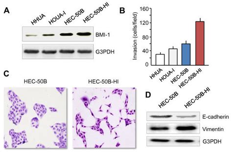 Association Between Bmi 1 Expression And Invasive Potential And Emt