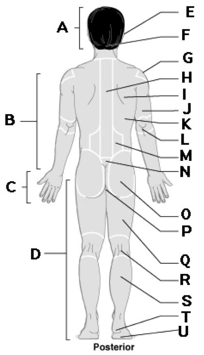 Surface Anatomy Posterior Diagram Quizlet