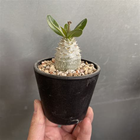 Pachypodium Densiflorum 23 05