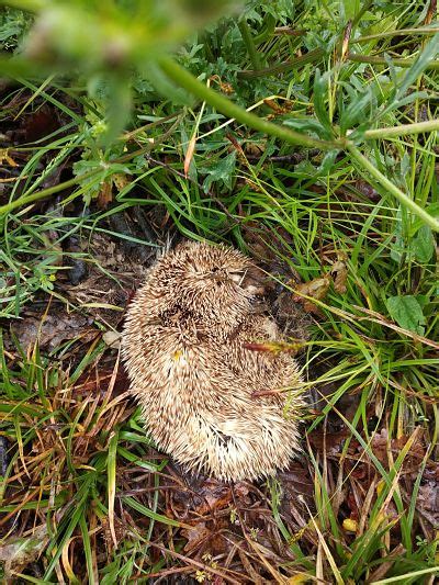 La Natura a la Baixa Tordera Eriçons comuns Erinaceus europaeus a la