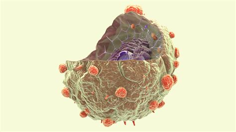 3d Cancer Cell Nucleus Model Turbosquid 1464153