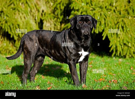 Cane Corso A Dog Breed From Italy Stock Photo Alamy