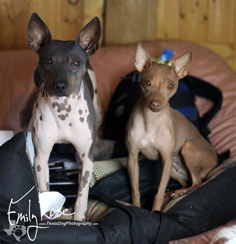 American Hairless Terriers Dreameyce Ahts