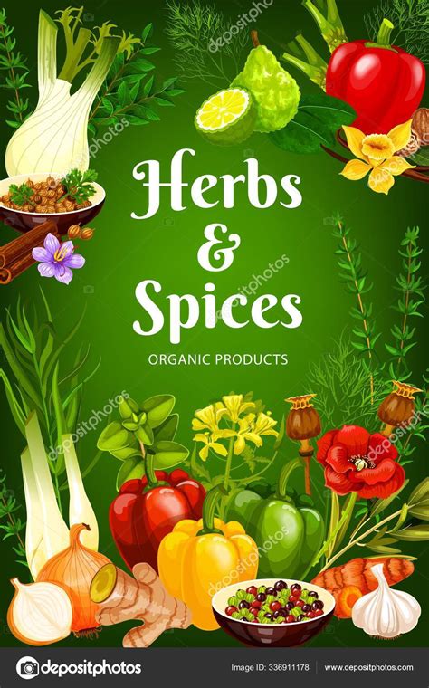 Cooking Spices Herb Flavorings And Seasonings Stock Vector Image By