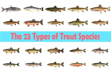 The 23 Types Of Trout Species Ouachitaadventures