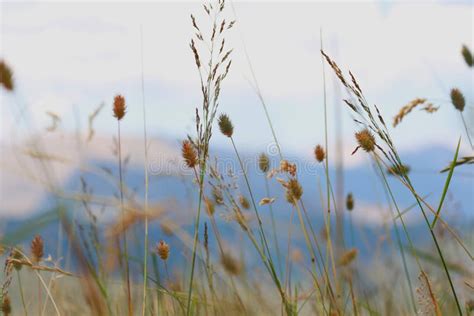 Herbs moving in the wind stock photo. Image of wind, views - 85771510