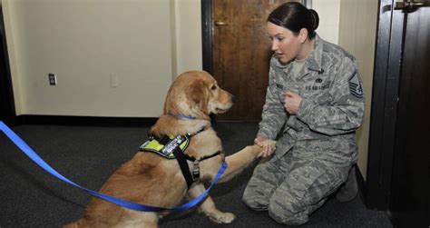 Newly Signed Paws Act Provides Service Dogs To Veterans With Ptsd