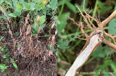 Symptoms Of Stem Diseases Developing In Soybean University Of Maryland Extension