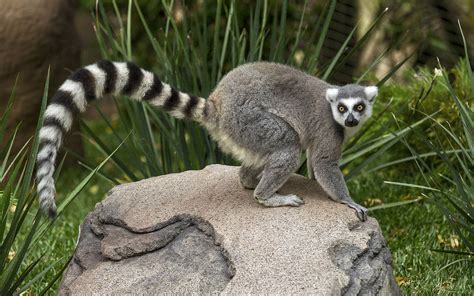 Lemur Wallpapers - Wallpaper Cave