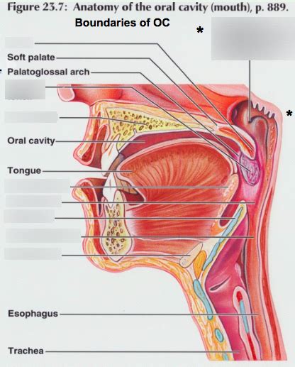 Annotated Diagram Oral Cavity I Diagram Quizlet