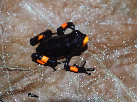 Oophaga Histrionica Bullseye Fantastic Frogs