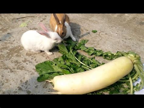 Hungry Cute Bunny Eating A Big Radish Cute Bunny Eating Habits