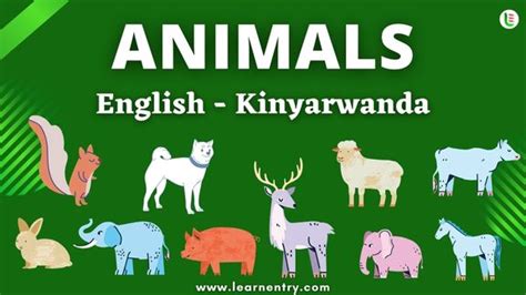 Animals Names In Kinyarwanda And English Common Kinyarwanda Vocabulary