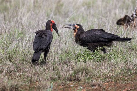 Baby Hornbill stock image. Image of bush, hole, national - 20989341