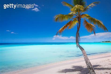 Tropical Paradise Caribbean Beach With Palm Tree Punta Cana Saona