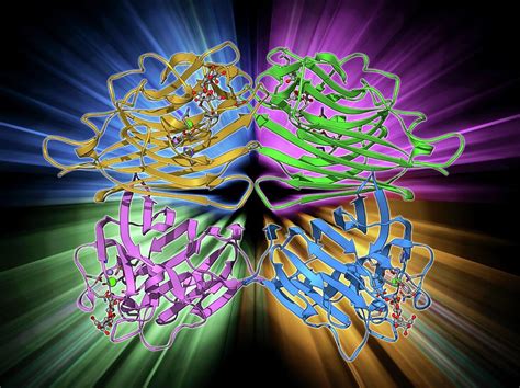 Lactose Binding Protein Molecule By Laguna Design