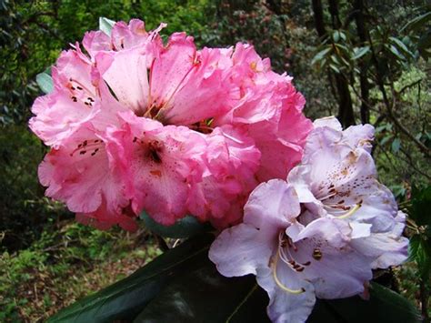 Rhododendronburansh The Famous Flower Of Uttarakhand बुरांश