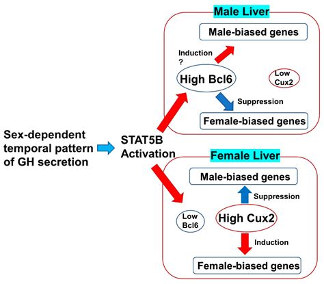 Cells Free Full Text Liver Injury And Cell Survival In Non