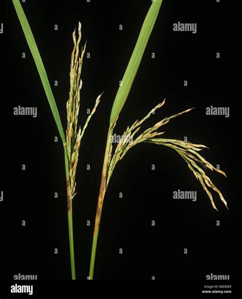 Sheath Rot Sarocladium Oryzae On Neck And Ears Of Rice Plants Stock