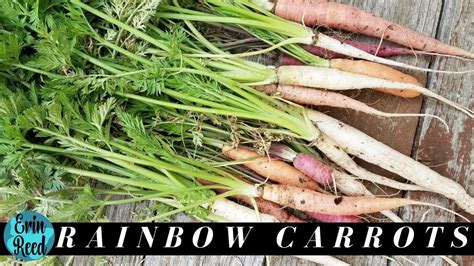 How To Grow Rainbow Carrots From Seed To Harvest Youtube