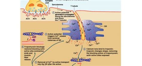 Mendelian And Non Mendelian Inheritance Single Gene Disorders And Sex
