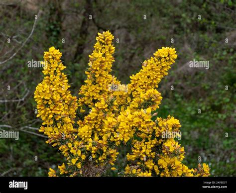 A Bush Inflorescences Of Yellow Flowers A Plant Ulex Known As Gorse