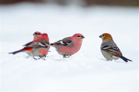 Winter Birds of Sax-Zim Bog - Sparky Stensaas