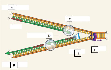 okazaki fragments and primers Diagram | Quizlet