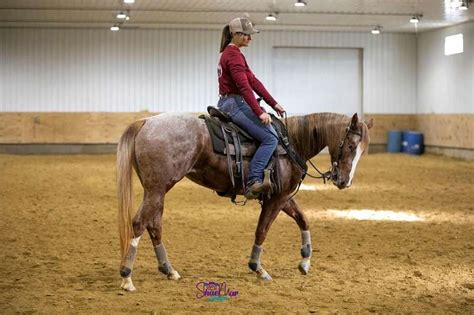 Clinton Anderson Method Trained Aphc Mare