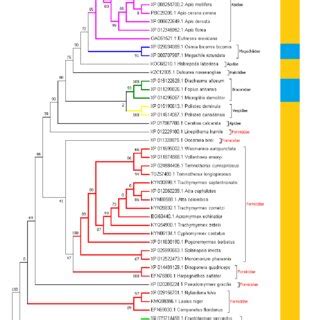 Phylogenetic Maximum Likelihood PhyML Tree Of The Cytokine Receptor