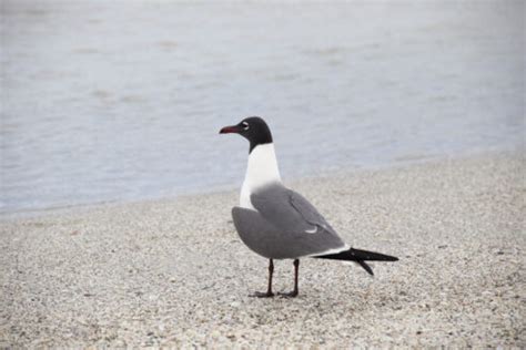 30 Types of Seagulls: A Fascinating Look at Their Diversity