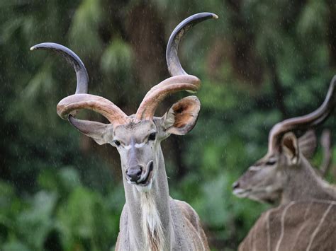 Woodland antelope with wavy horns in savanna · Free Stock Photo